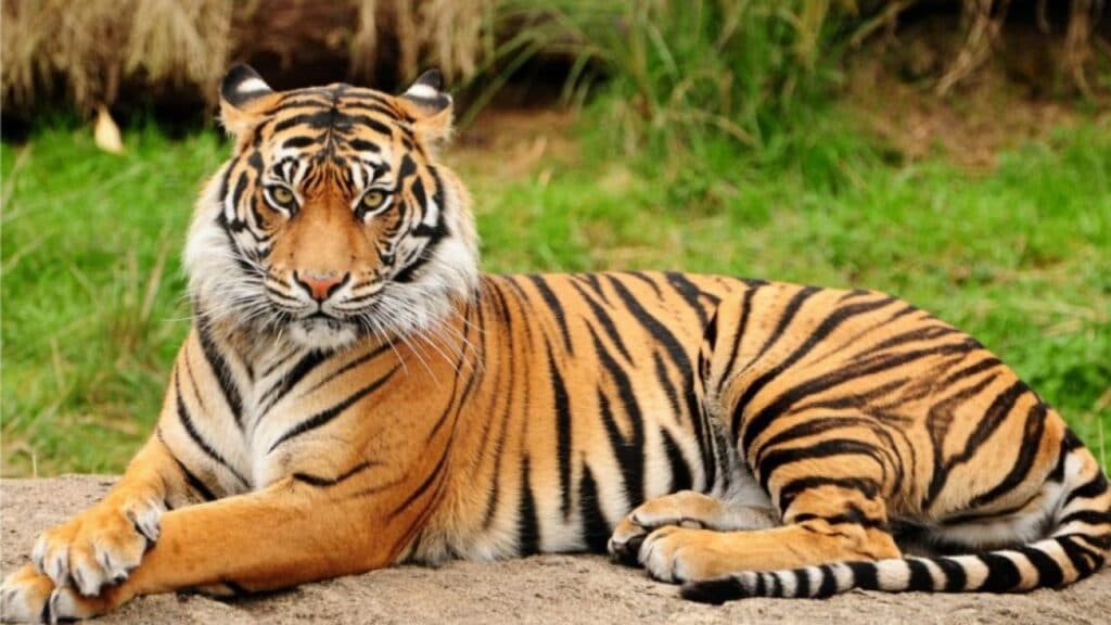 Ilustrasi artikel: Simpan 2 Harimau Mati di Freezer, Pelaku Bakal Jual Seharga Rp1,2 M