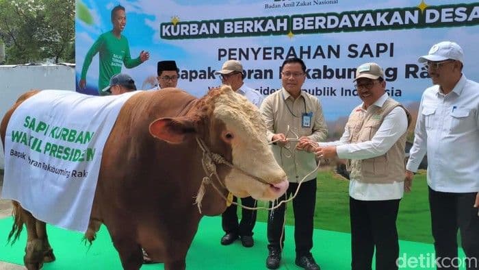 Wapres Gibran Sumbang Sapi 916 Kg ke Baznas, Akan Dikurbankan untuk Warga Tangerang