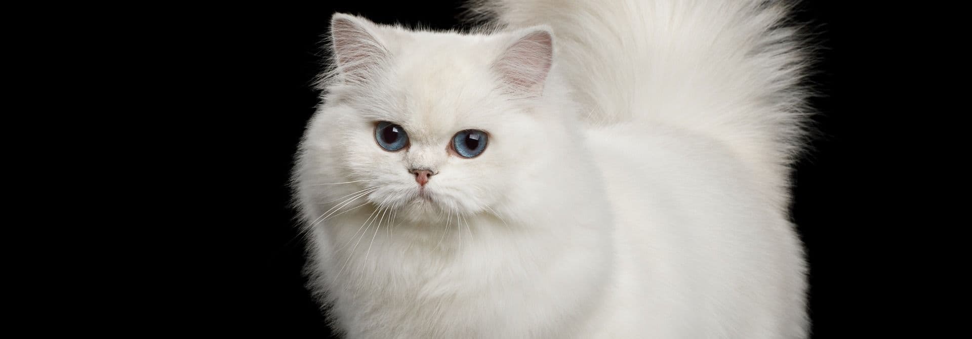 jenis kucing persia